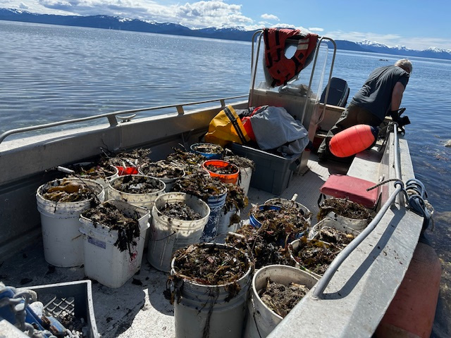 A trip to Pleasant Island to gather kelp for the garden. A trip to Pleasant Island to gather kelp for the garden.